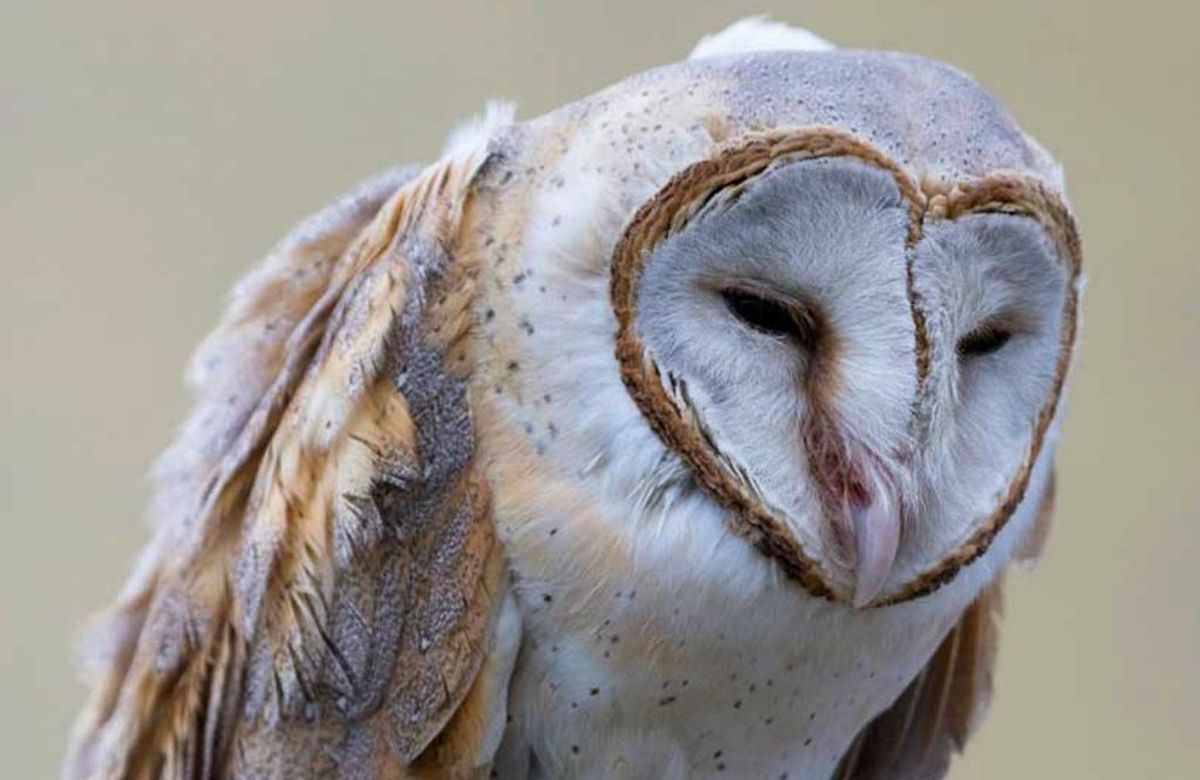 A barn owl, one of Bhutan’s resident birds of prey