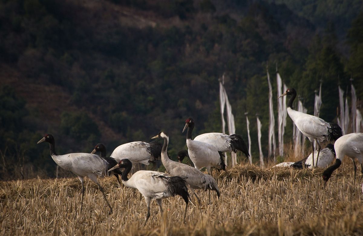 Black-necked cranes wintering in the Phobjikha valley