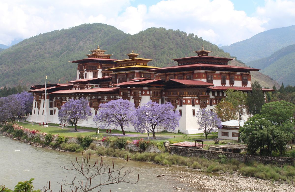 Punakha Dzong framed by jacaranda trees in spring