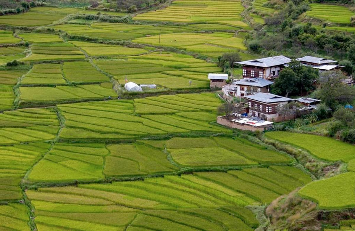 Terraced rice fields in the Punakha valley